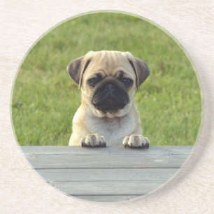 Mops-Welpe Süßes Foto Getränkeuntersetzer