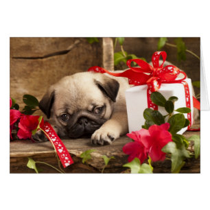 Mops-Welpe und Geschenkboxen