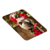 Mops Welpe und Geschenkboxen Magnet (Rechte Seite)
