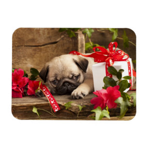 Mops-Welpe und Geschenkboxen Magnet