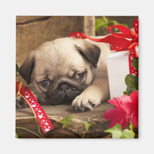 Mops Welpe und Geschenkboxen Magnet