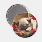 Mops Welpe und Geschenkboxen Magnet (Vorderseite/Rückseite)