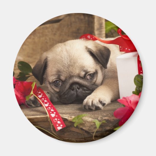 Mops Welpe und Geschenkboxen Magnet (Vorne)