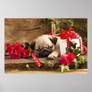 Mops-Welpe und Geschenkboxen Poster