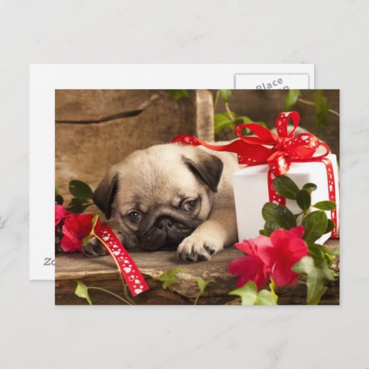 Mops Welpe und Geschenkboxen Postkarte (Vorne/Hinten)