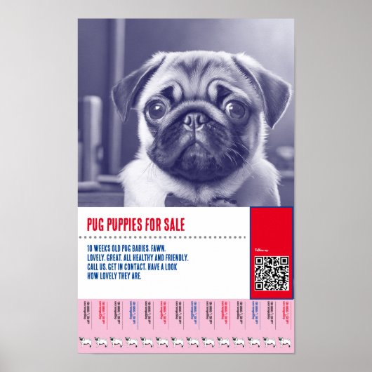 Mops Welpe zum Verkauf Flyer Vorlagen Poster (Vorne)