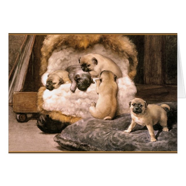 Mops Welpen (Vorderseite (Horizontal))