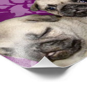 Mops Welpen Fotodruck (Ecke)