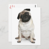 Mops Welpen Hund Gruß Postkarte (Vorne/Hinten)