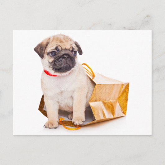 Mops Welpen Hund Gruß Postkarte (Vorderseite)