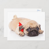 Mops Welpen Hund Gruß Postkarte (Vorne/Hinten)