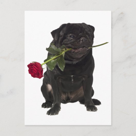 Mops Welpen Hund Gruß Postkarte (Vorderseite)