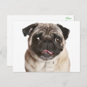 Mops Welpen Hund Gruß Postkarte (Vorne/Hinten)
