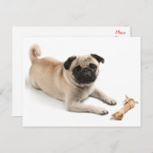 Mops Welpen Hund Gruß Postkarte (Vorne/Hinten)
