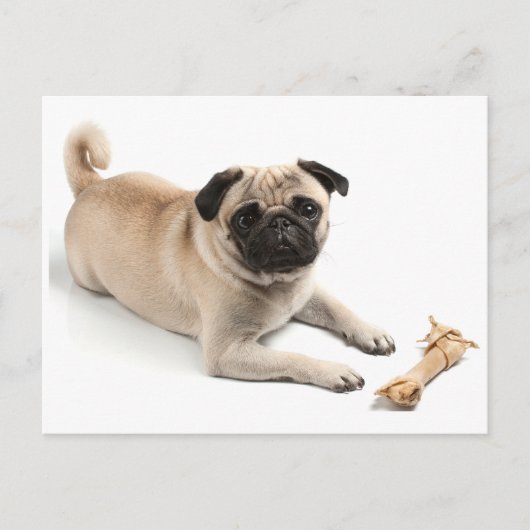 Mops Welpen Hund Gruß Postkarte (Vorderseite)