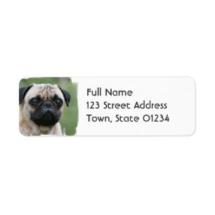 Mops-Welpen-Hundemailings-Aufkleber