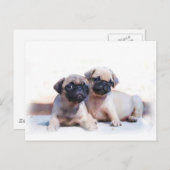 Mops Welpen Postkarte (Vorne/Hinten)