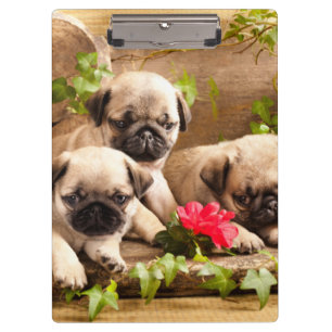 Mops Welpen unter Blume Klemmbrett