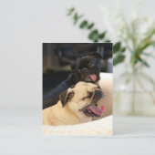 Mops Yawn Postkarte (Stehend Vorderseite)