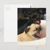 Mops Yawn Postkarte (Vorne/Hinten)