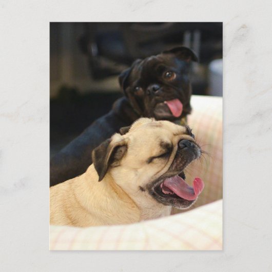 Mops Yawn Postkarte (Vorderseite)