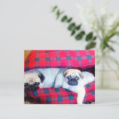 Möpsen Postkarte (Stehend Vorderseite)