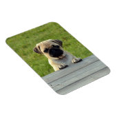 Mopsfoto Magnet (Rechte Seite)