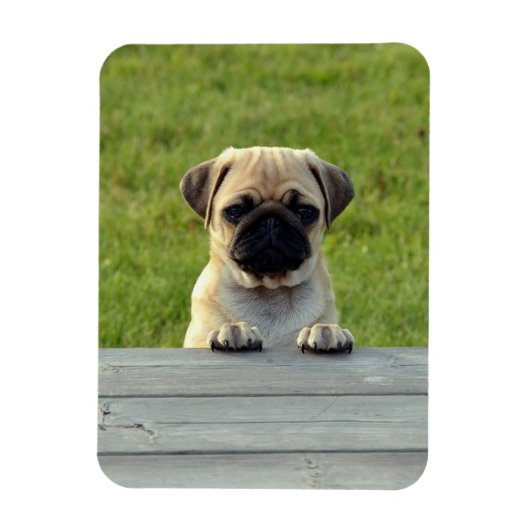 Mopsfoto Magnet (Vertikal)