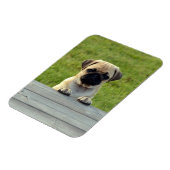 Mopsfoto Magnet (Linke Seite)