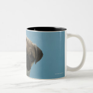 Mopshund, der auf Bett durch Heißwasserflasche Zweifarbige Tasse