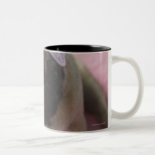 Mopshund mit Augenmaske auf dem Kopf, der auf Bett Zweifarbige Tasse (Rechts)