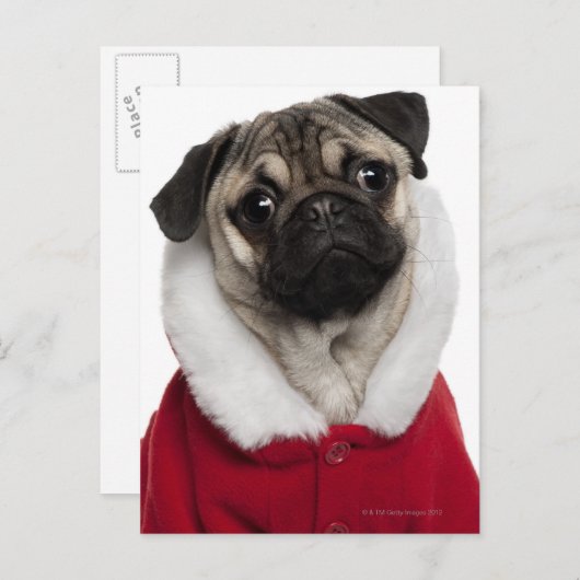 Mopswelpe (6 Monate alte) ein Weihnachten tragend (Vorne/Hinten)