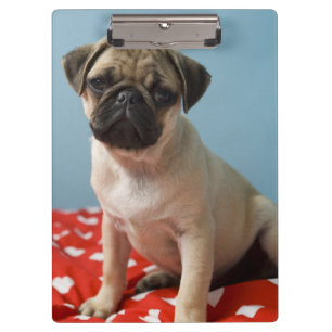 Mopswelpe, der auf Bett sitzt Klemmbrett