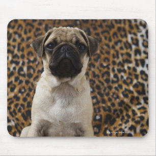 Mopswelpe, der gegen Tierdruck 2 sitzt Mousepad