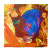 Moray-Aal Fliese (Vorderseite)