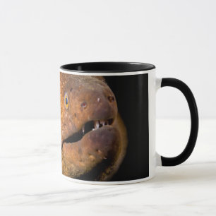 Moray-Aal Tasse