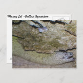 Moray Eel Postkarte (Vorne/Hinten)