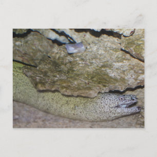 Moray Eel Postkarte