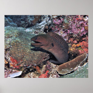 Moray Emerging Poster