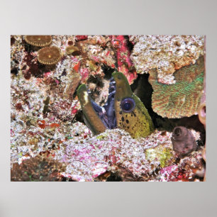Moray Jaws Poster