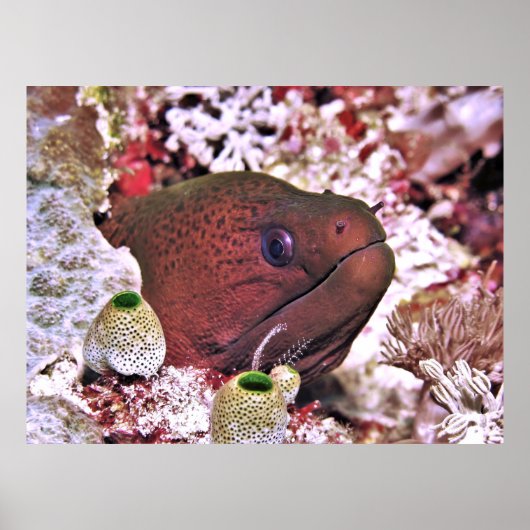 Moray Portrait Poster (Vorne)