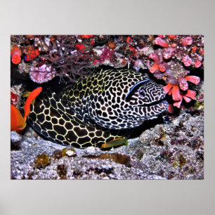 Moray und Freunde Poster