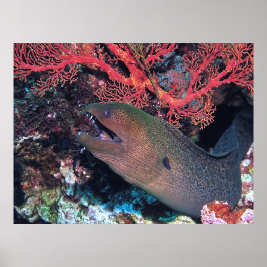 Moray und Koral Poster (Vorne)