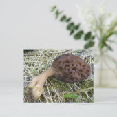 Morchel-Pilz auf Unalaska Insel Postkarte (Stehend Vorderseite)