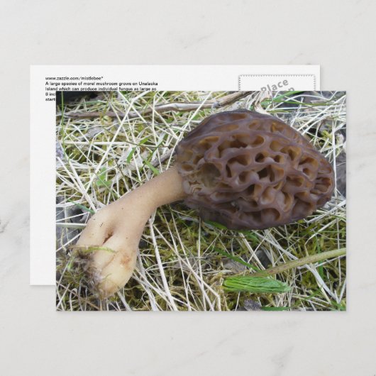 Morchel-Pilz auf Unalaska Insel Postkarte (Vorne/Hinten)