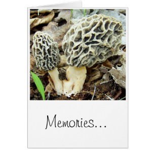 Morchel-Pilz-Erinnerungen