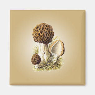 Morchel-Pilz-Magnet Magnet