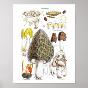 Morchel-Pilz-Plakat Poster