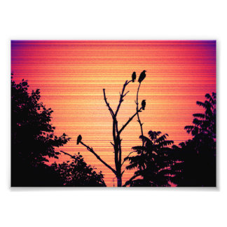 Mordkrähen in einem toten Baum (Sonnenuntergangsve Fotodruck
