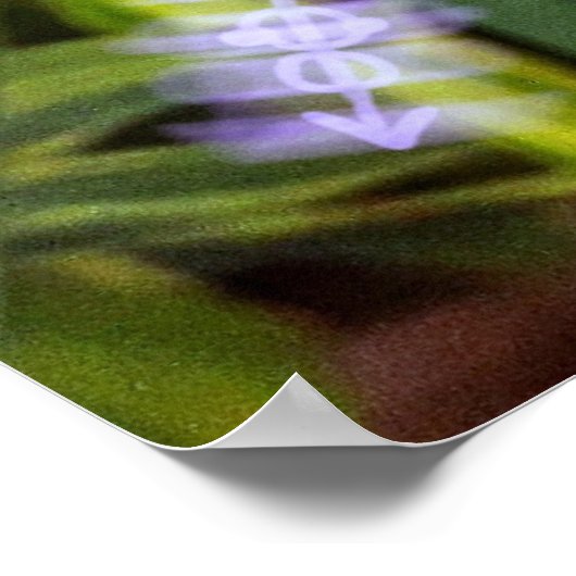 moreia branca poster (Ecke)